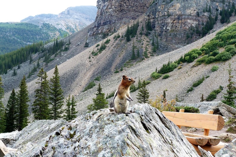 Banff National Park wildlife
